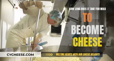 The Magical Transformation of Milk to Cheese Explained