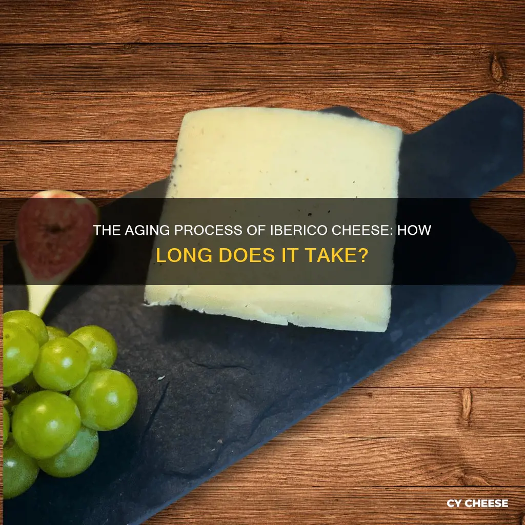 how long is iberico cheese aged for