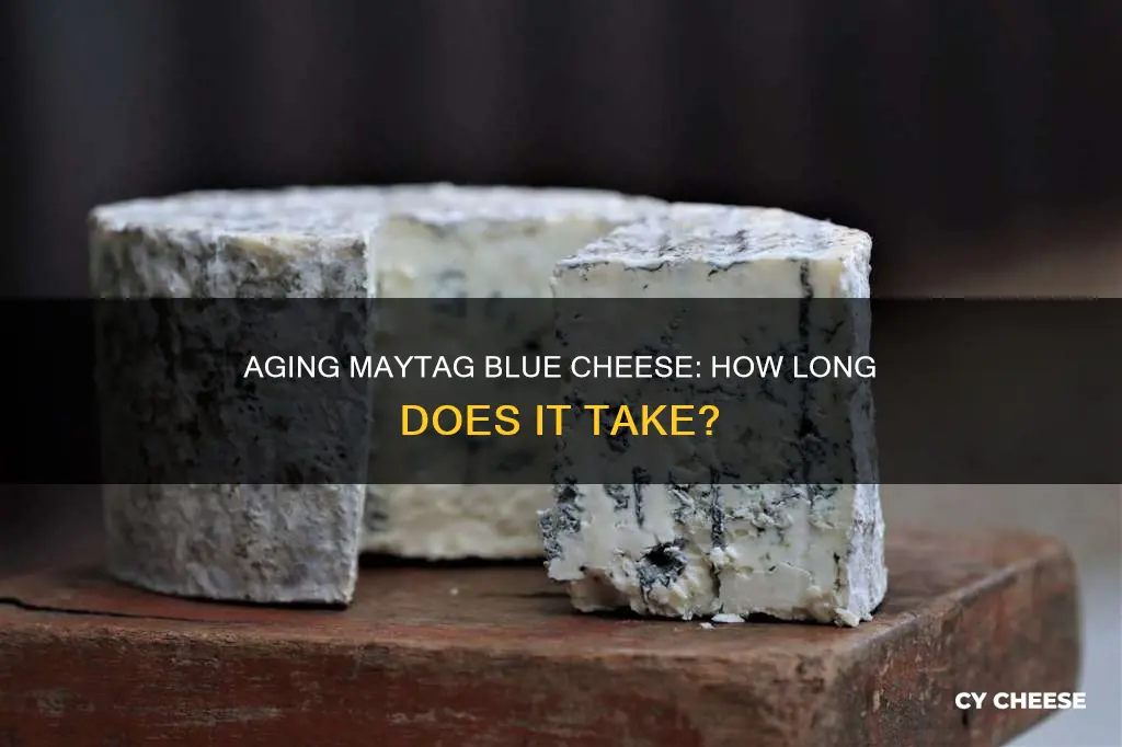 how long is maytag blue cheese aged