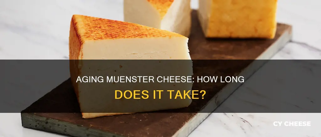 how long is muenster cheese aged