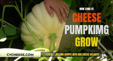 Cheese Pumpkin Growth: How Long Does It Take?