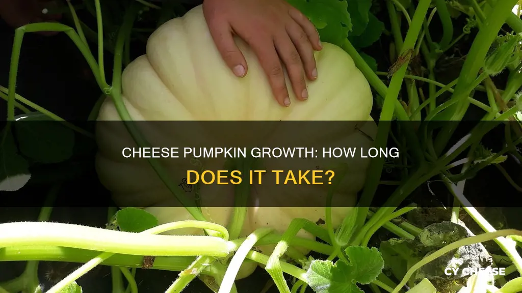 how long ot cheese pumpkimgs grow