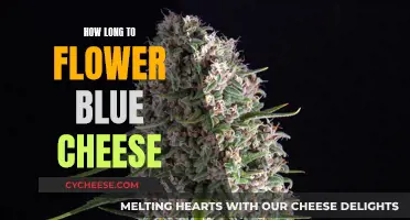 Blue Cheese Blooming: How Long Does It Take?