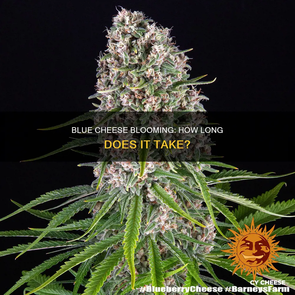 how long to flower blue cheese