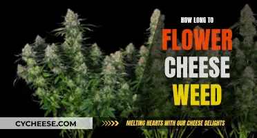 Cheese Weed Flowering: How Long Does It Take?