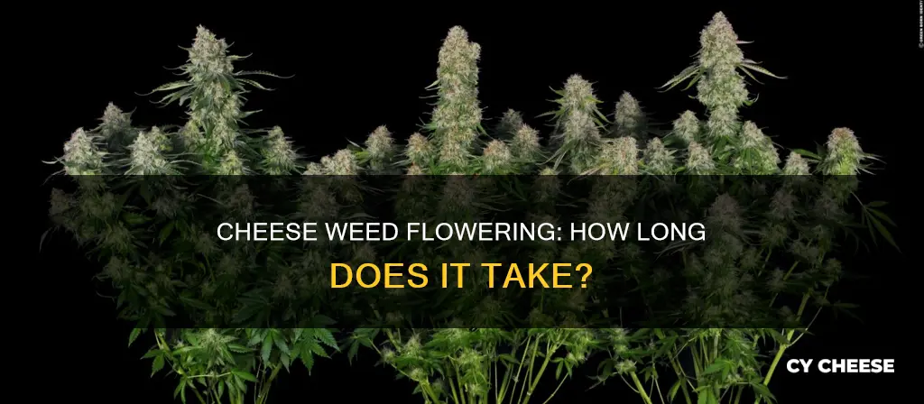 how long to flower cheese weed