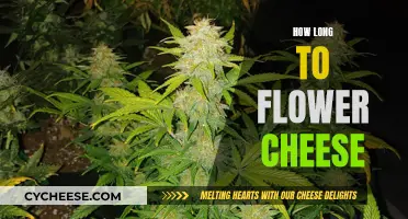 Cheese Flowering: How Long Does It Take?