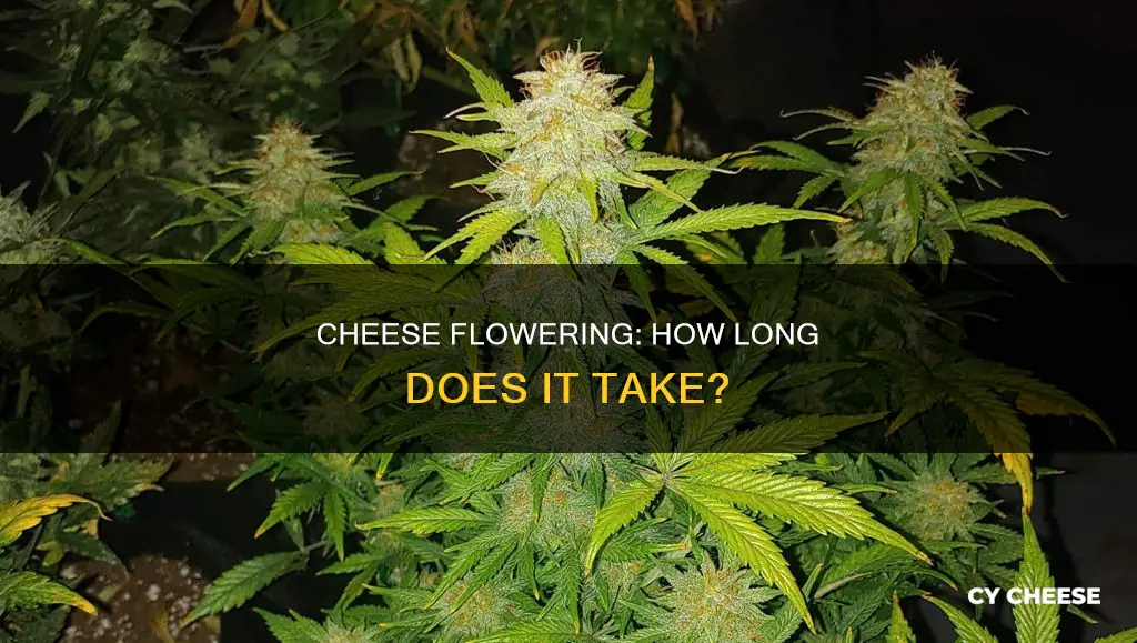 how long to flower cheese