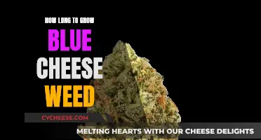 Blue Cheese Weed: The Time It Takes to Grow