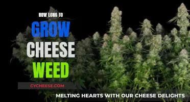 Cheese Weed Cultivation: A Long-Term Growth Guide