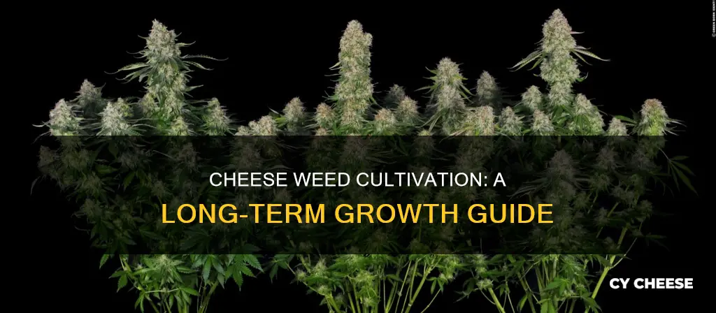 how long to grow cheese weed