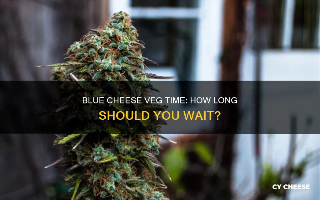 how long to veg blue cheese