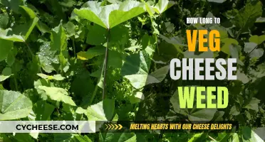 The Art of Growing Cheese Weed: Veg Time Explored