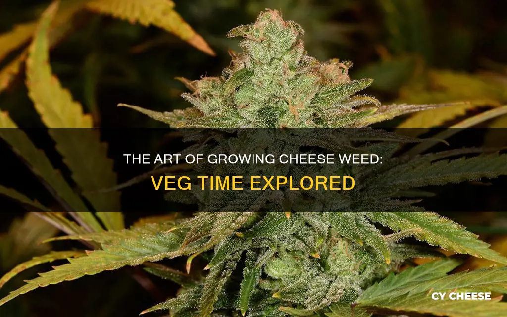 how long to veg cheese weed