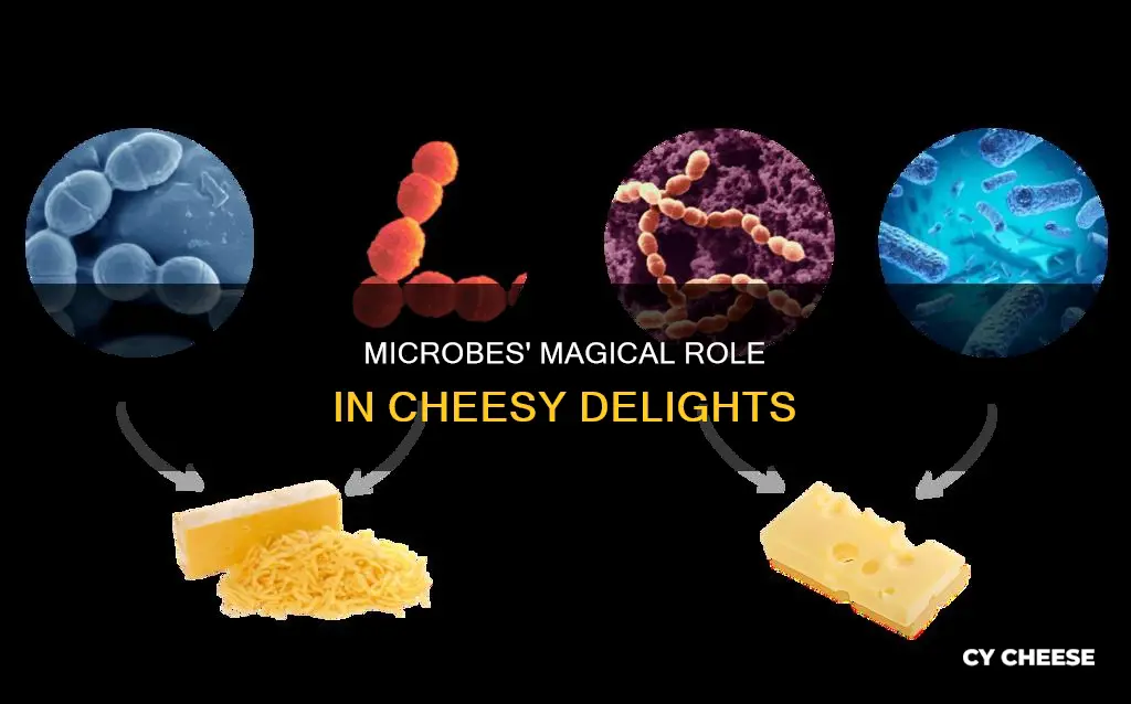 how many cheeses are made with microbes