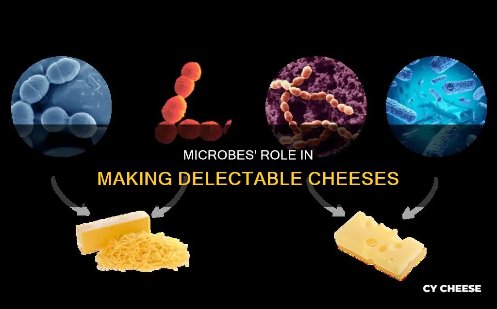how many cheeses are made with microbes