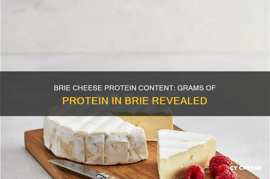 how many grams of protein in brie cheese