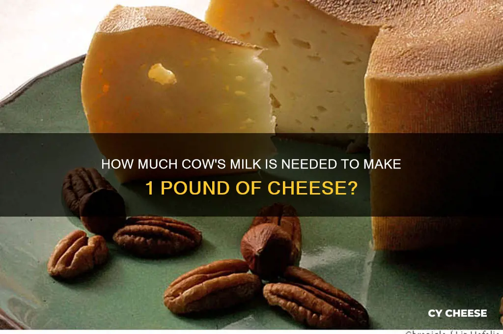 how many lbs of cows milk in 1 lb cheese