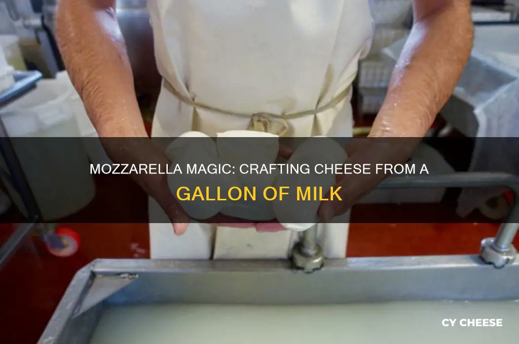 how many lbs of mozzerella cheese from 1 gallon milk