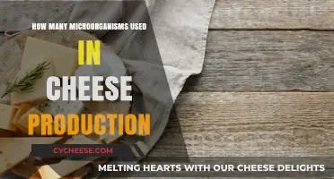 Microorganisms' Role in Cheese Production Explained