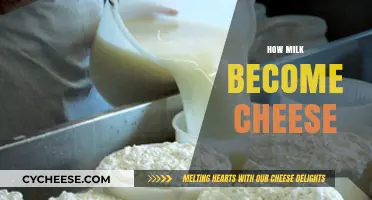 From Milk to Cheese: The Fascinating Transformation Process Explained