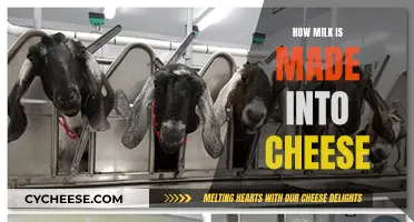 The Magic of Milk Transformation: Cheese Making Process