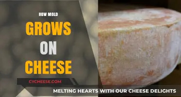 Understanding Mold Growth on Cheese: Causes, Conditions, and Prevention Tips