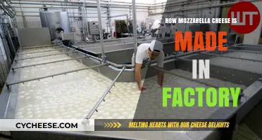 The Art of Mozzarella: From Milk to Factory-Fresh Cheese