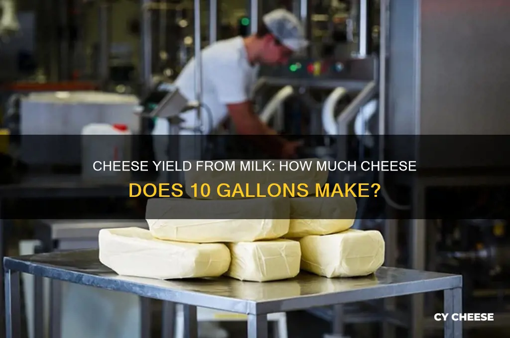 how much cheese does 10gal of milk make