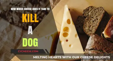 Cheese Dangers for Dogs: Lethal Amounts and Safe Feeding Tips