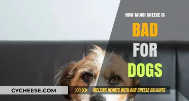 Is Cheese Safe for Dogs? Understanding Risks and Healthy Limits