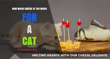 Is Your Cat Eating Too Much Cheese? Here's What to Know