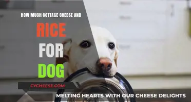 Cottage Cheese and Rice for Dogs: Safe Serving Tips