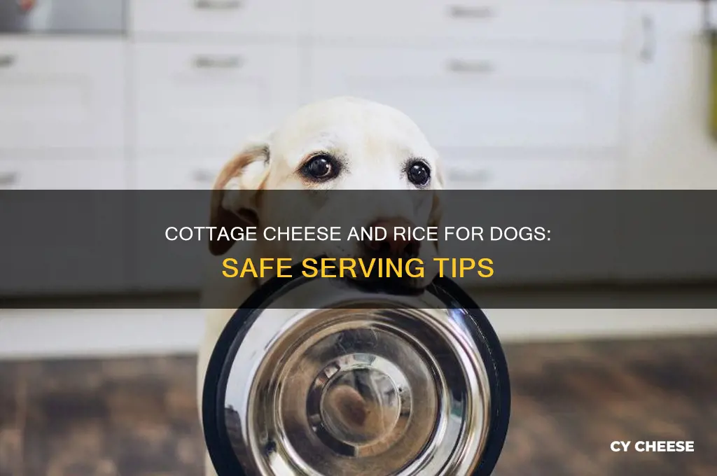 how much cottage cheese and rice for dog