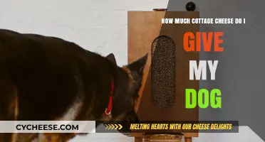 Safe Cottage Cheese Serving Sizes for Your Dog: A Guide