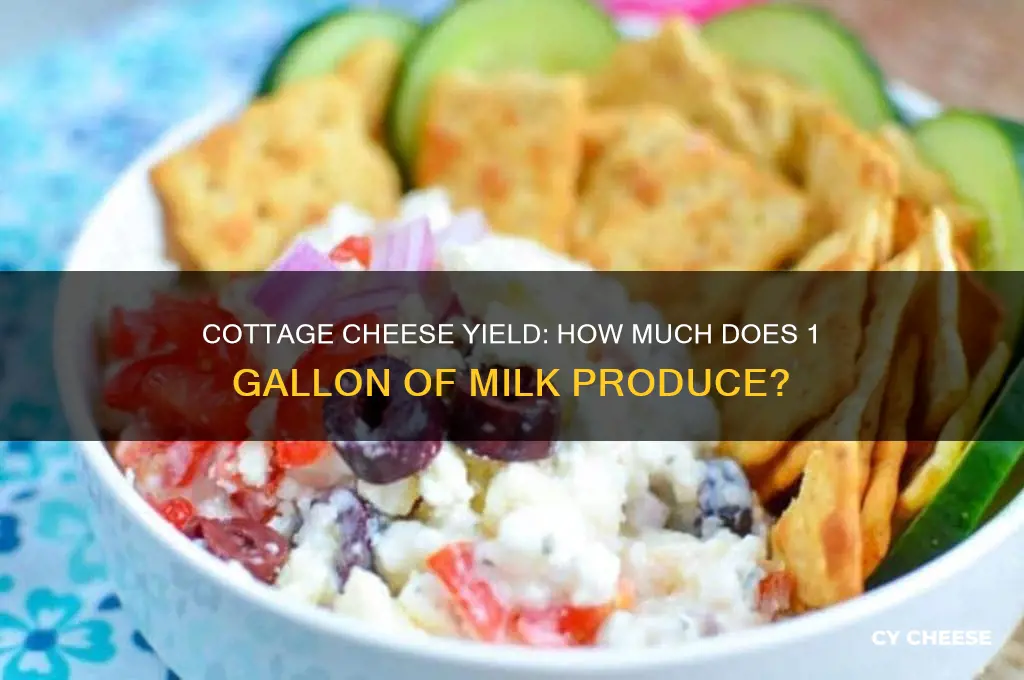 how much cottage cheese does 1 gallon of milk make