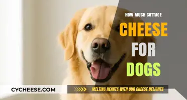 Can Dogs Eat Cottage Cheese? Safe Serving Tips for Your Pup