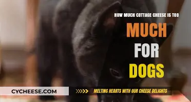 Cottage Cheese for Dogs: Safe Serving Sizes and Risks Explained