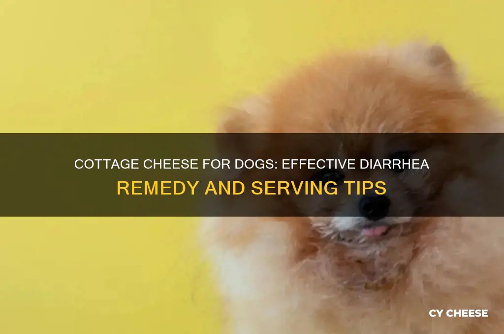 how much cottage cheese to give a dog for diarrhea
