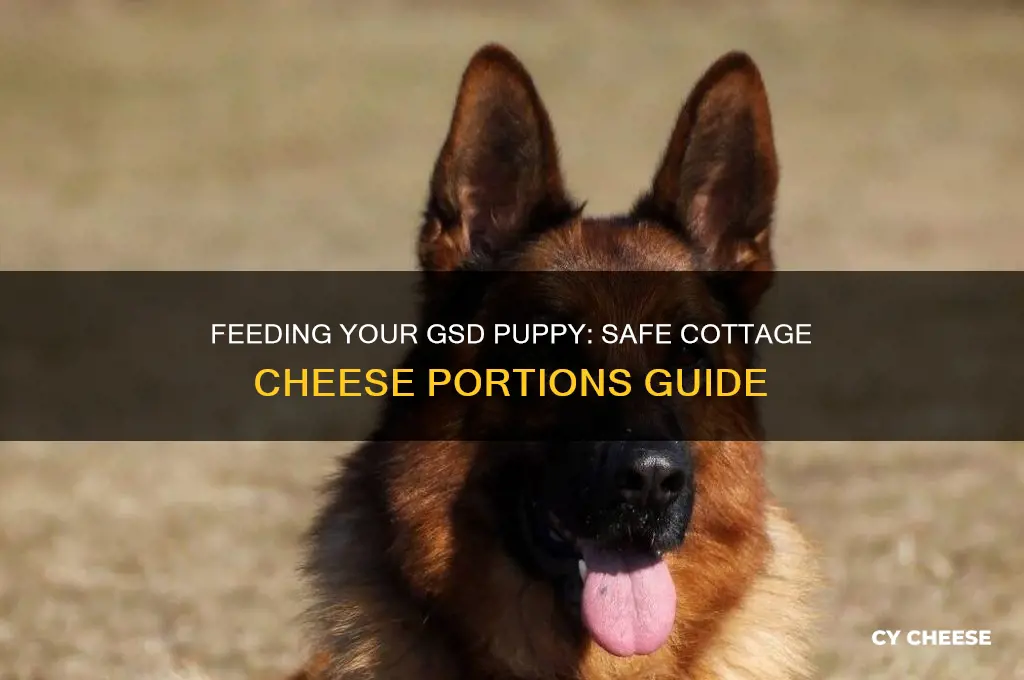 how much cottage cheese to give a puppy gsd