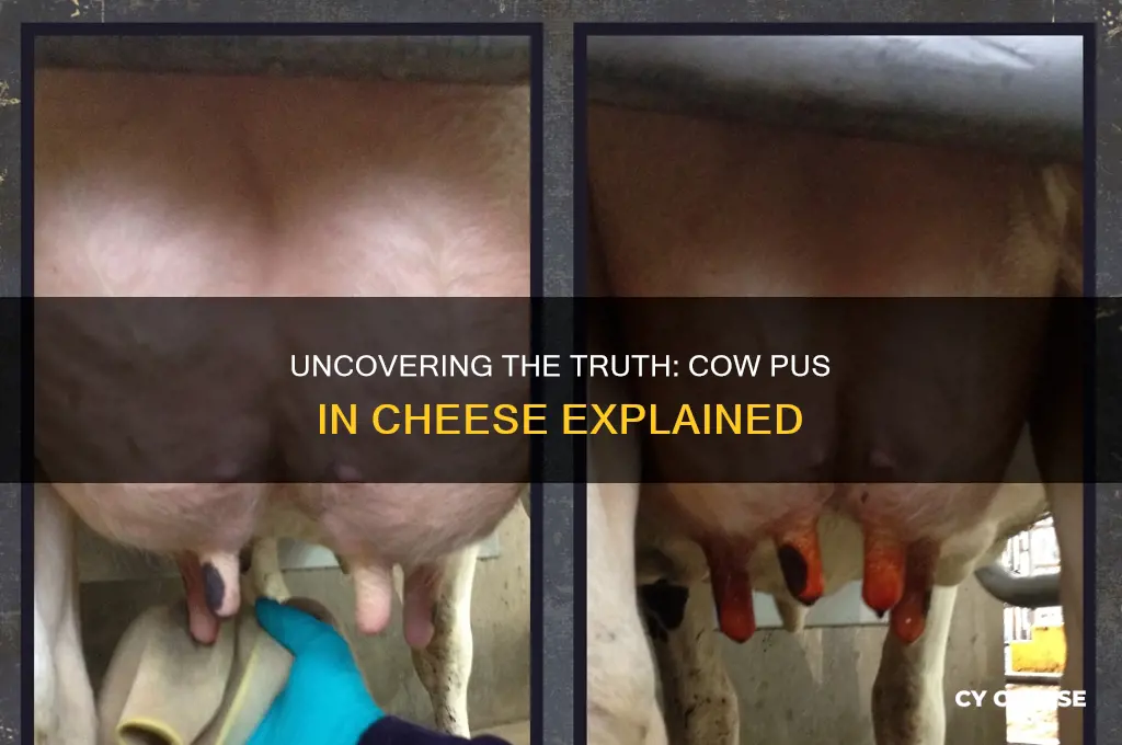 how much cow pus is in cheese
