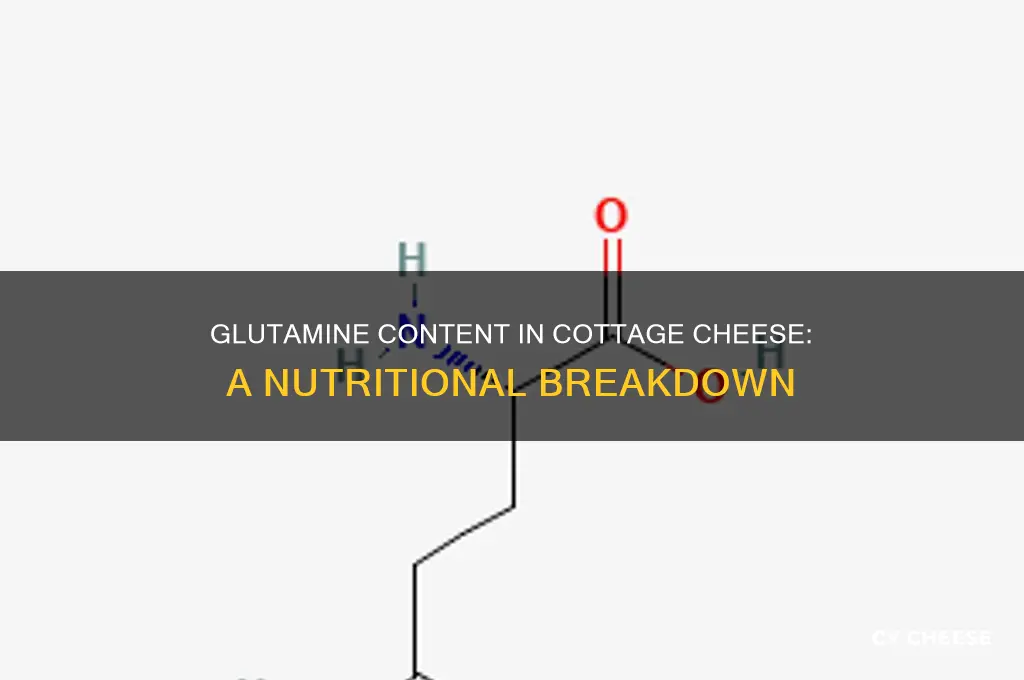 how much glutamine in cottage cheese