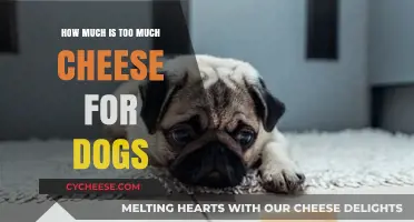 Cheese for Dogs: How Much is Too Much?