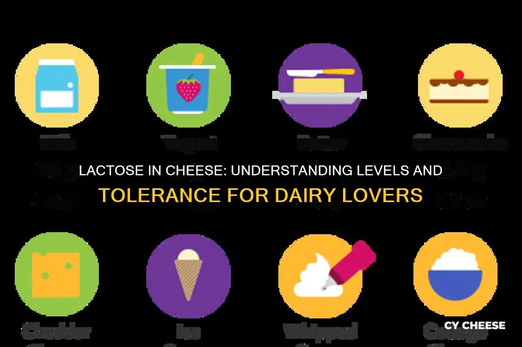 how much lactose does cheese have