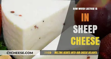 Sheep Cheese Lactose Content: What You Need to Know