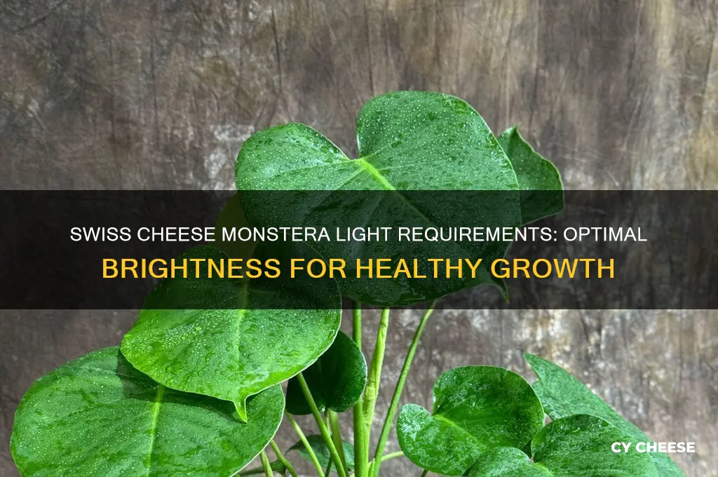 how much light does a swiss cheese monstera need