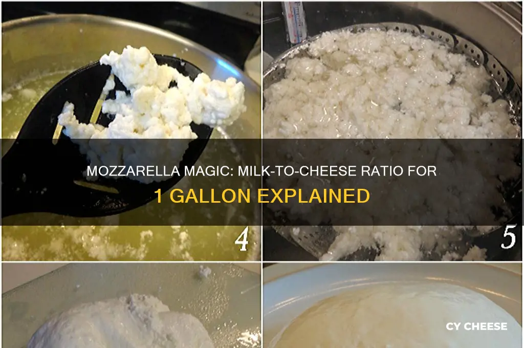how much mozzarella cheese does 1 gallon of milk make