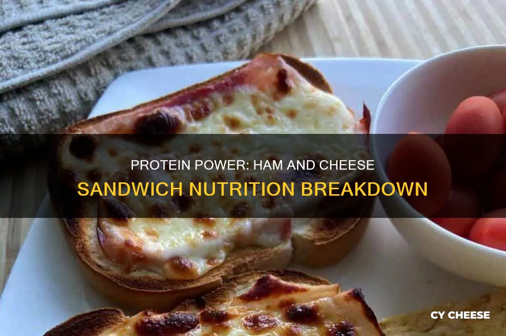 how much protein does a ham and cheese sandwich have
