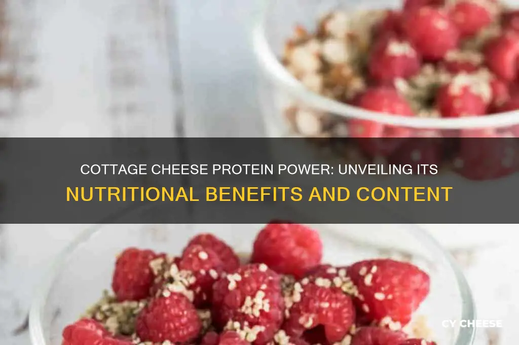 how much protein does cottage cheese have in it