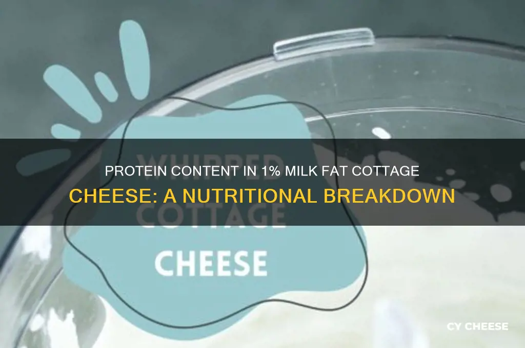 how much protein in 1 milk fat cottage cheese
